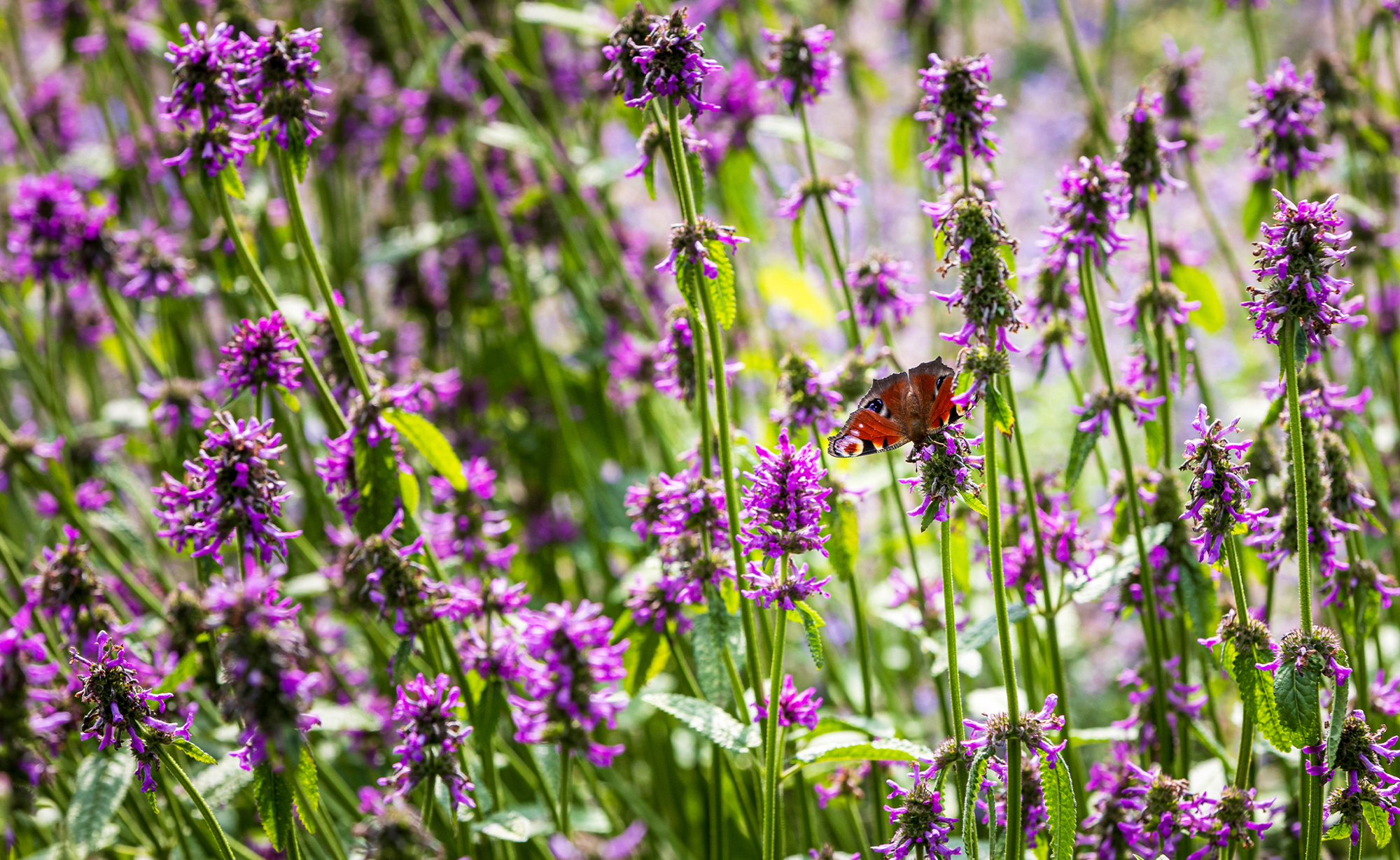 duurzaamheid en circulariteit