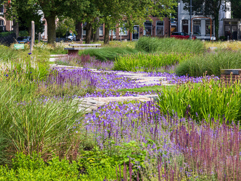 Kaasteelpark Coevorden Aug 2024 (22)